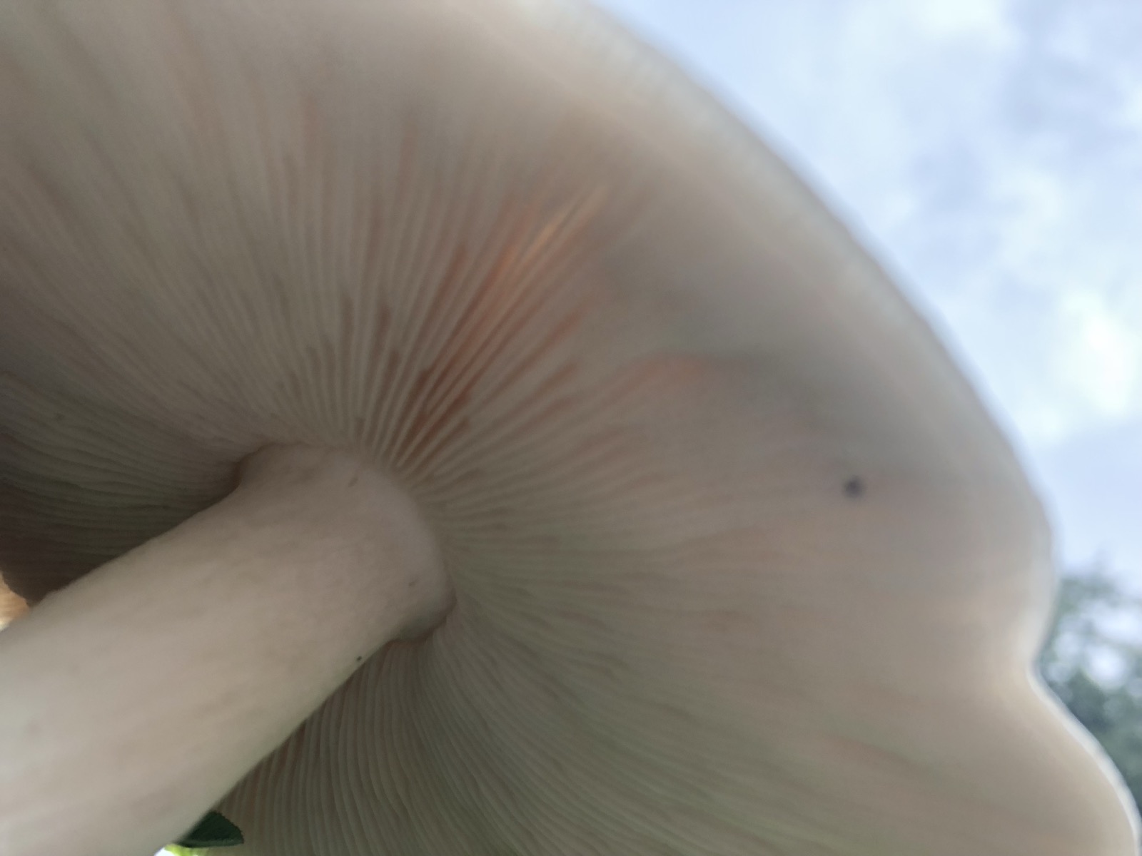 My mushroom retrospective