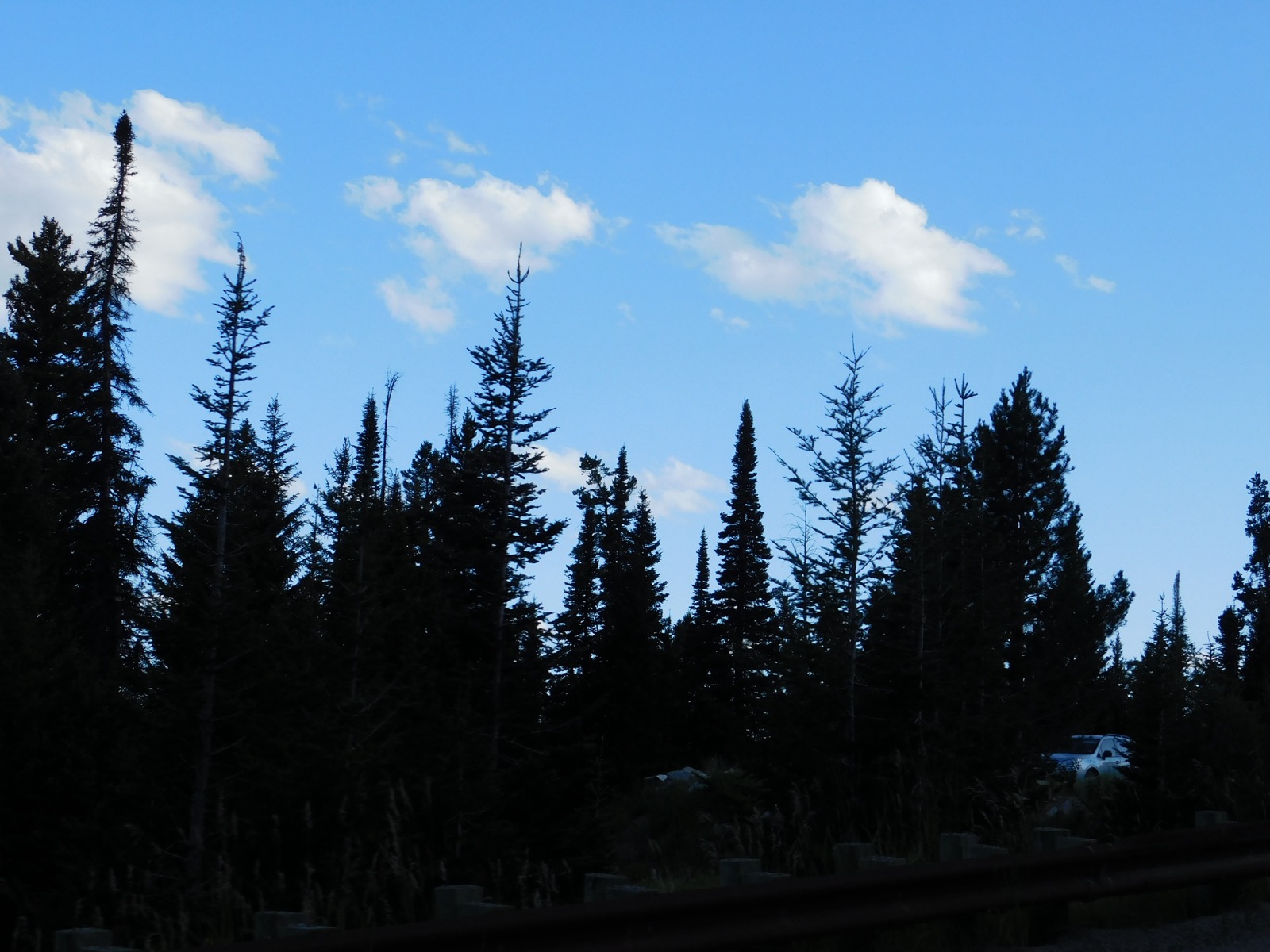 Trees. I'm learning so much.