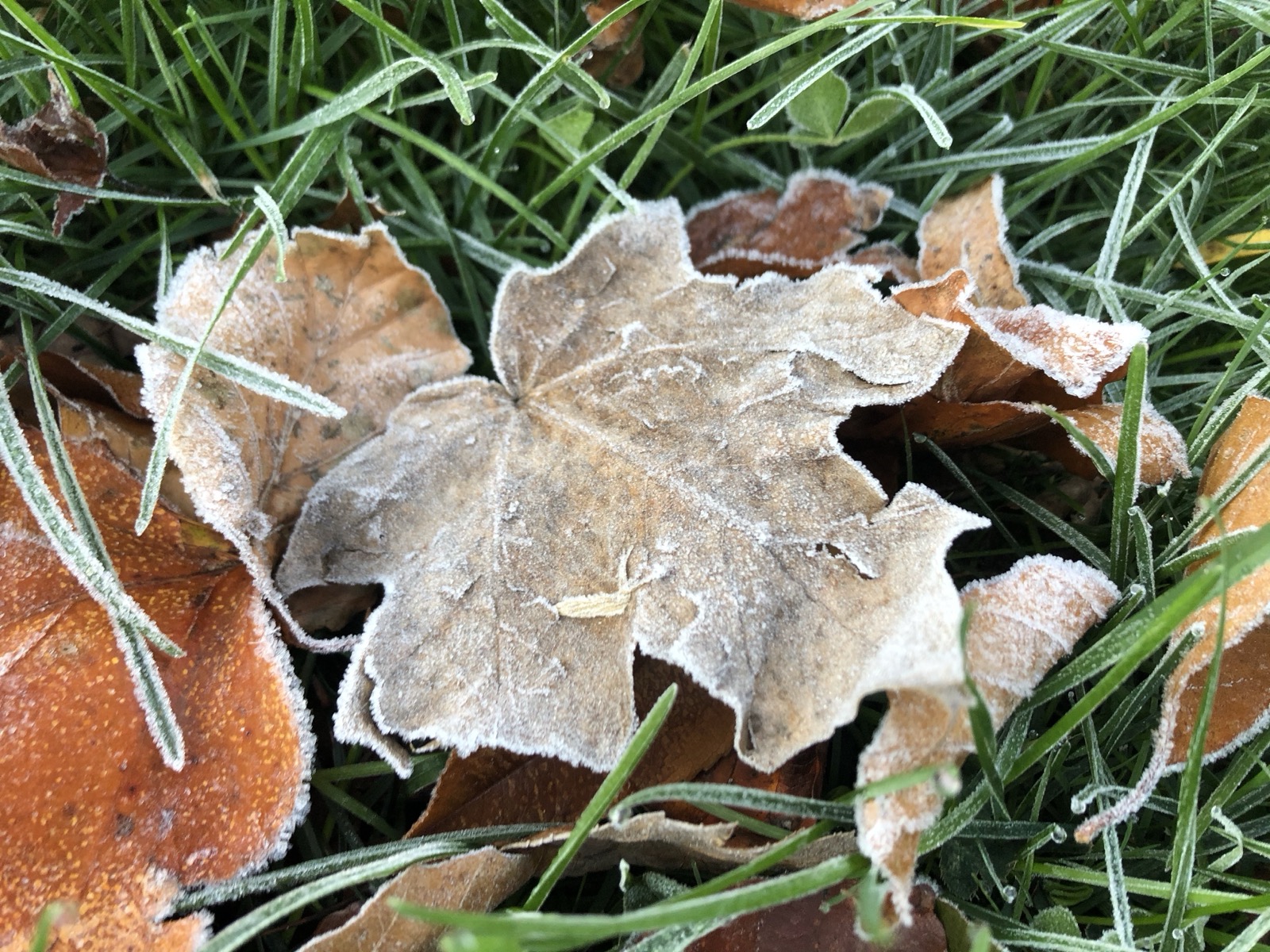 First day of frost
