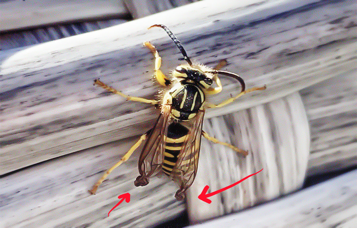 A dying bee in my backyard